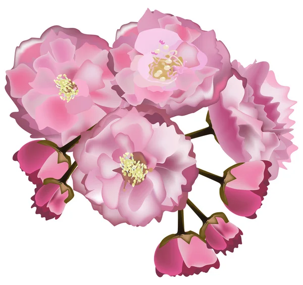 화이트에 밝은 분홍색 벚꽃 꽃 — 스톡 벡터