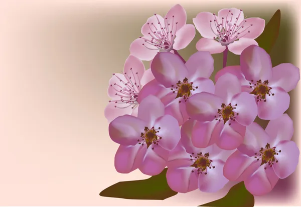 Plum flowers on light background — Stock Vector