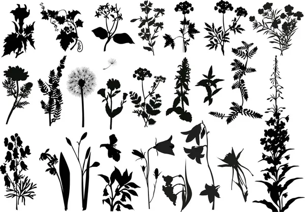 Collection of wild flowers silhouettes — Stock Vector