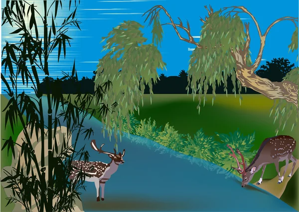 Cerfs près de l'eau en forêt — Image vectorielle