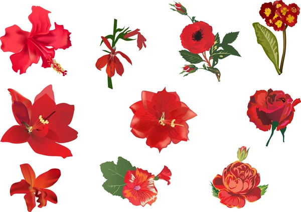Sepuluh koleksi bunga merah - Stok Vektor