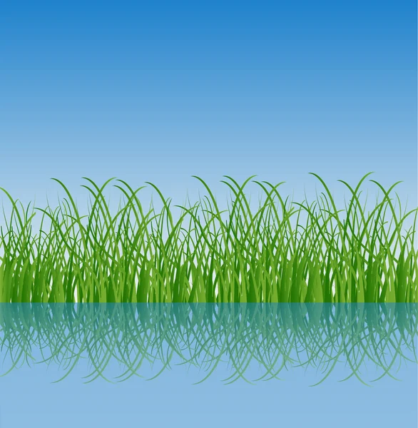 Green grass and reflection in water — Stock Vector
