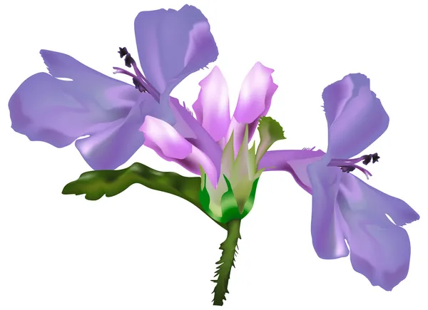 Pequeña flor violeta sobre blanco — Vector de stock