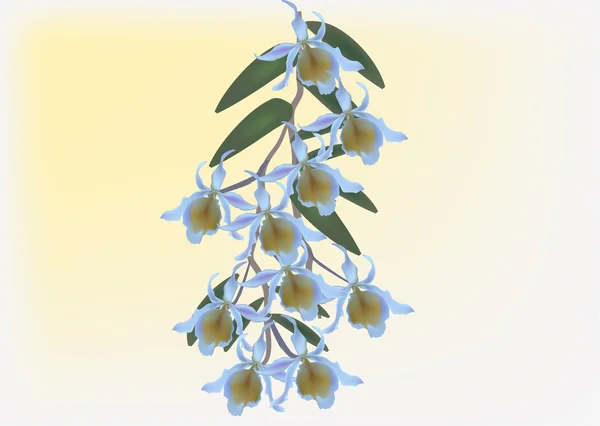 淡蓝色的兰花花 — 图库矢量图片