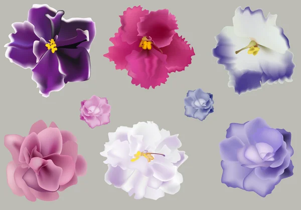 Set of violets on grey background — Stock Vector