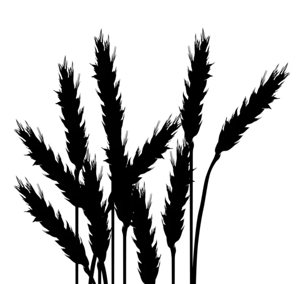 白で隔離される小麦の黒いシルエット — ストックベクタ