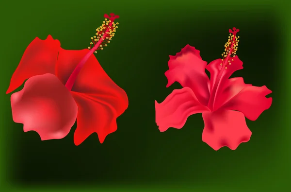 Duas flores de hibisco vermelho em verde — Vetor de Stock
