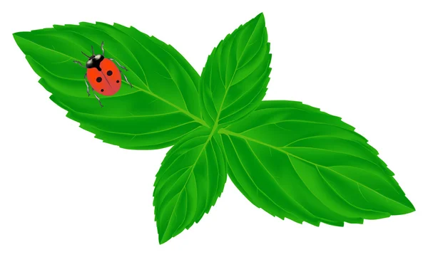 緑の葉の小さな赤いテントウムシ — ストックベクタ