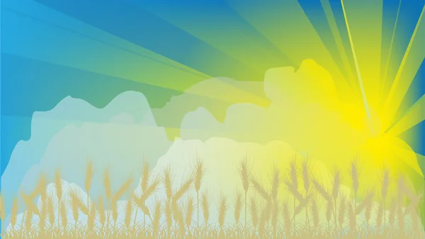 Vete fält på sommaren sunset — Stock vektor