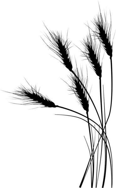 Ilustración con siluetas de trigo sobre blanco — Vector de stock