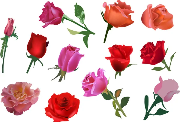 Sada dvanácti květy růže izolovaných na bílém — Stockový vektor