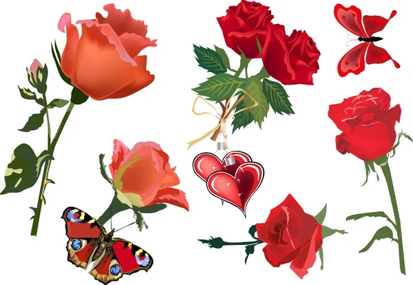 Коллекция цветов красной и оранжевой роз — стоковый вектор