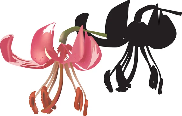 影とピンクの 1 つのユリの花 — ストックベクタ
