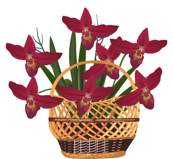 Flores orquídeas rojas en canasta — Stok Vektör