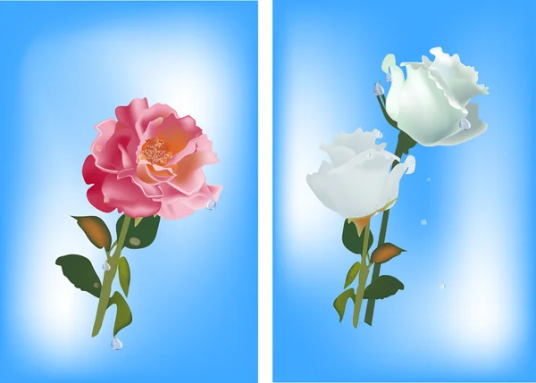 Τριαντάφυλλα κόκκινα και λευκά σε μπλε — Διανυσματικό Αρχείο