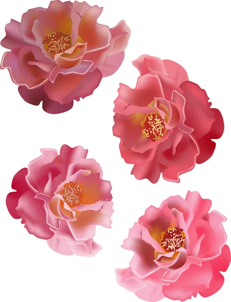 Cuatro rosas rosadas aisladas — Archivo Imágenes Vectoriales