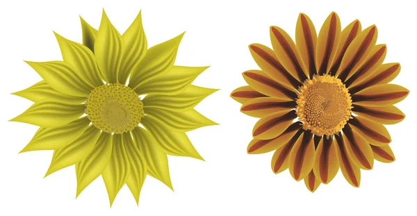 Twee gele geïsoleerde bloemen — Stockvector