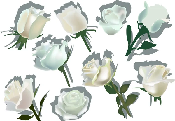 Set di fiori di rosa bianca isolati — Vettoriale Stock