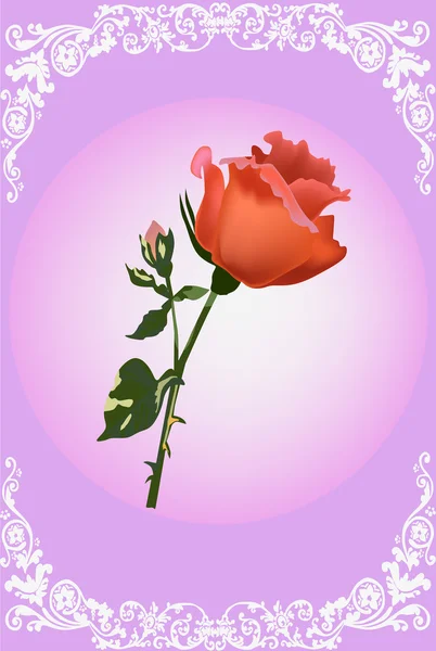 Narancssárga Rózsa virág a fehér keret — Stock Vector