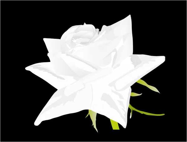 Vit ros blomma på svart bakgrund — Stock vektor
