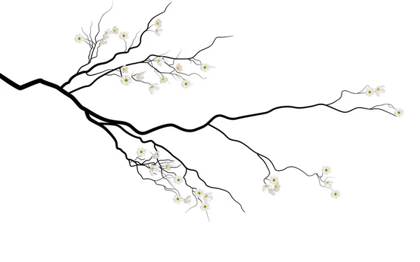 Branch with white sakura flowers — Stock Vector