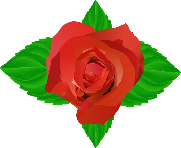 Rose rouge aux feuilles vertes — Image vectorielle