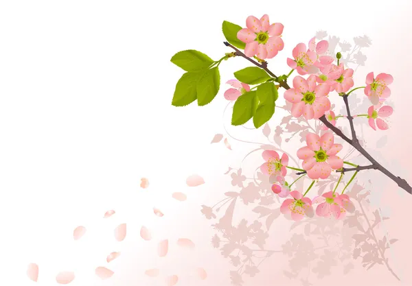 Sakura flowers on light pink background — Stock Vector