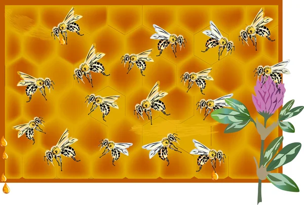Illustrazione ape e nido d'ape — Vettoriale Stock