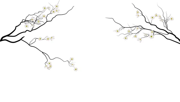 Ramos sakura com flores brancas — Vetor de Stock