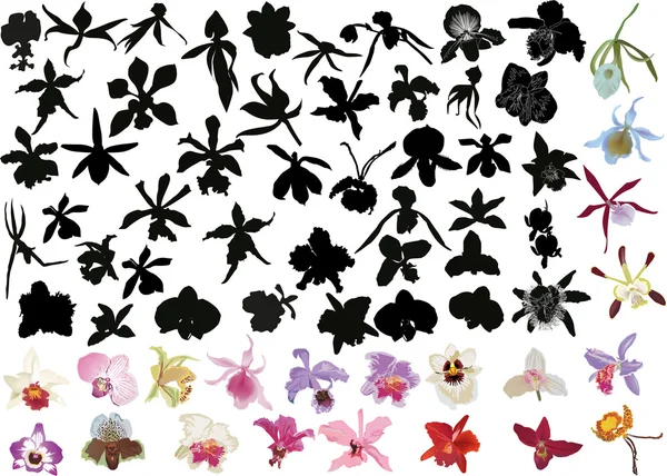 Large set of black and color orchids isolated on white — Stock Vector