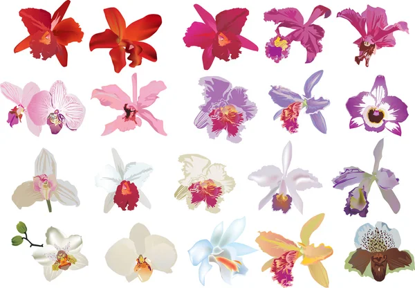 Isolado vinte flores de orquídeas — Vetor de Stock