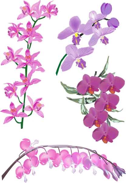 Cuatro inflorescencias rosadas de la orquídea en blanco — Vector de stock