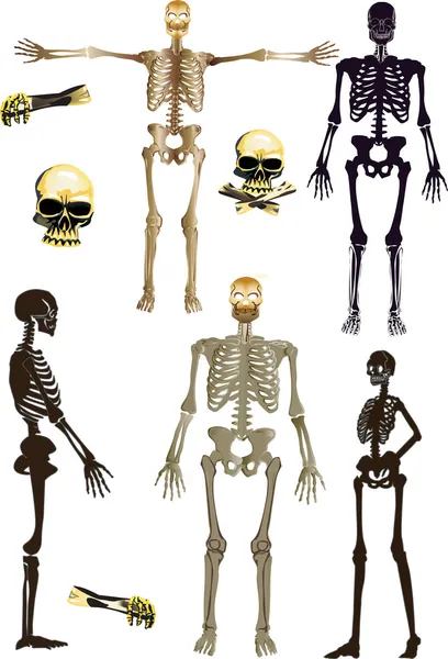 Elszigetelt emberi csontvázak gyűjtemény — Stock Vector