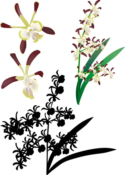 Na białym tle darck i lekkie oddziały orchidea — Wektor stockowy