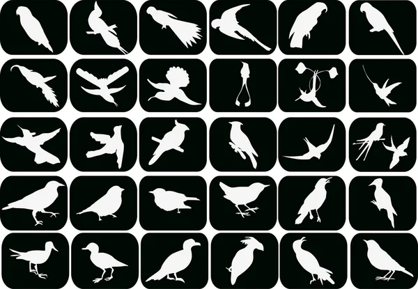 Trinta pequenos pássaros brancos — Vetor de Stock