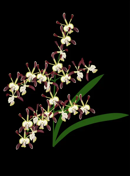 Flores marrons escuras do orchid no preto — Vetor de Stock