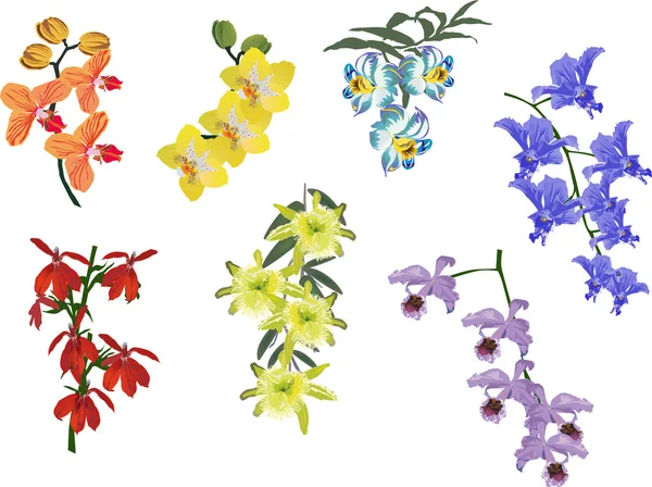Коллекция изолированных цветочных веток орхидей — стоковый вектор