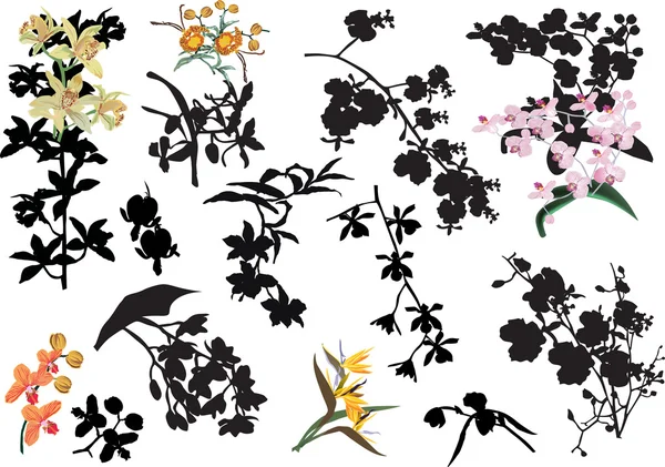 Collection of color and black orchid flowers — Stock Vector