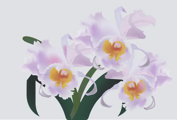 Hellrosa Orchideenblüten auf grauem Hintergrund — Stockvektor