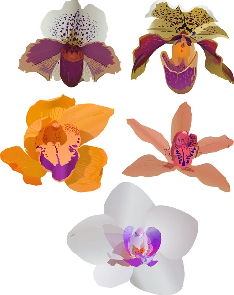 Cinq isolés sur des orchidées de couleur blanche — Image vectorielle