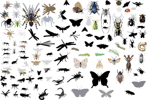 Grote verzameling van geïsoleerde insecten en spinnen — Stockvector
