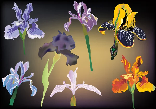在黑暗的背景上的七个 irisis — 图库矢量图片