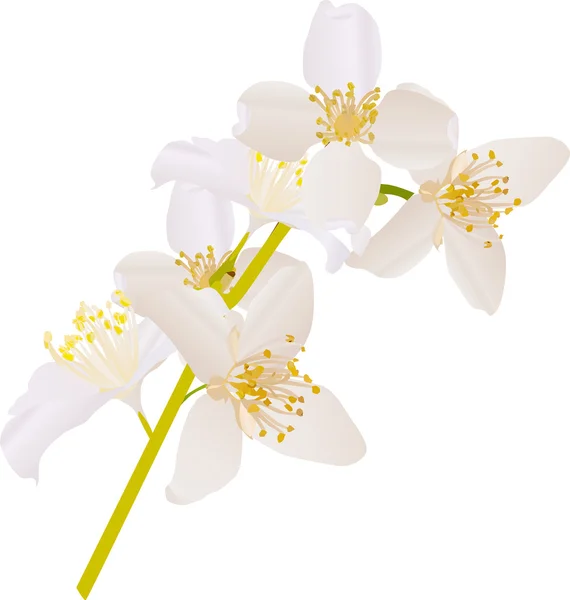 Jasmin white flowers branch illustration — Stock Vector