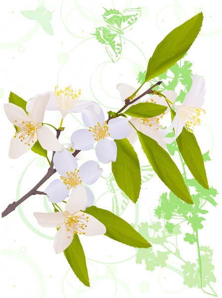 Flores de jazmín sobre fondo claro — Vector de stock