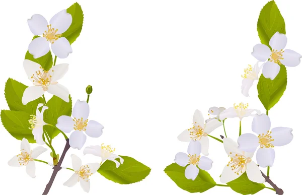 Beyaz Yasemin çiçeği yarım çerçeve — Stok Vektör