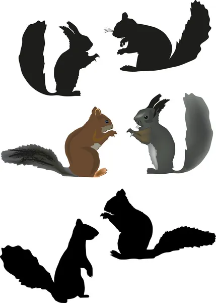 Six écureuils isolés — Image vectorielle