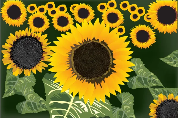 Gele zonnebloemen veld illustratie — Stockvector