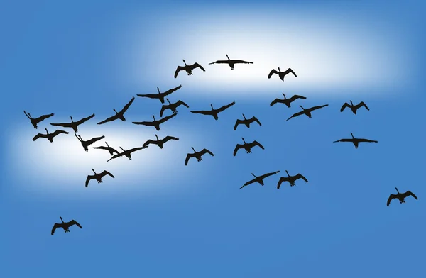 Cisnes en el cielo azul ilustración — Vector de stock