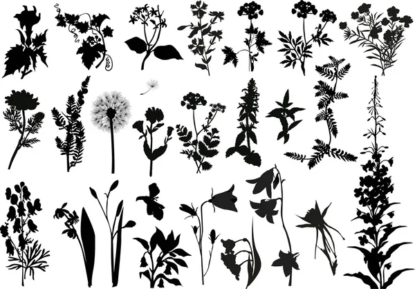 Sammlung von wilden Blumen Silhouetten — Stockvektor