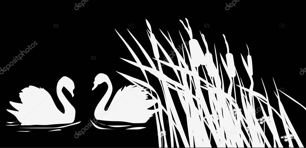 two swan silhouettes on black background